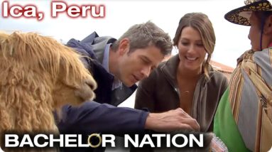 Arie & Becca Feed Lamas In Ica, Peru 🇵🇪 | The Bachelor